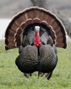 Flash Fiction: Mrs. Wilhelm’s Thanksgiving Gift