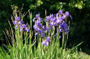 Irises and Cattails